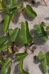 Beach morning-glory